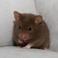 Таких хомячков называют плюшевыми мишками