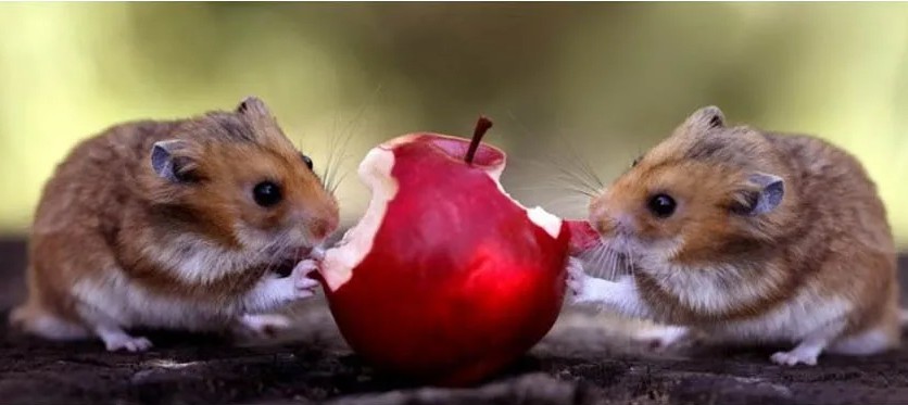Можно ли хомякам яблоки